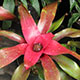 image de Neoregelia