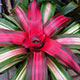 image de Neoregelia carolinae var. tricolor