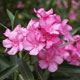 image de Nerium oleander