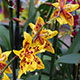 image de Odontocidium