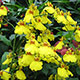 image de Oncidium sp.