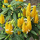 image de Pachystachys lutea