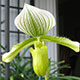 image de Paphiopedilum sp.