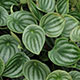 image de Peperomia argyreia