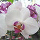 image de Phalaenopsis sp.