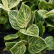 image de Philodendron