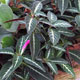 image de Ruellia makoyana