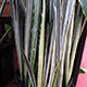 image de Sansevieria