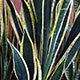 image de Sansevieria