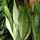 image de Sansevieria