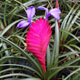 image de Tillandsia cyanea