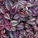 image de Tradescantia zebrina