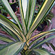 image de Yucca elephantipes 'Variegata'