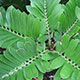 image de Zamia furfuracea