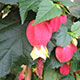 image de Abutilon megapotamicum