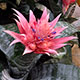 image de Aechmea fasciata