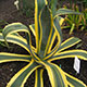 image de Agave americana