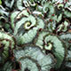 image de Begonia rex