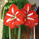 image de Hippeastrum