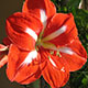 image de Hippeastrum