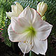 image de Hippeastrum