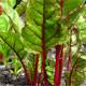 image de Beta vulgaris