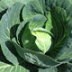 image de Brassica oleracea