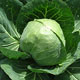 image de Brassica oleracea