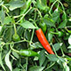 image de Capsicum annuum