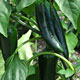 image de Capsicum annuum