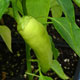 image de Capsicum