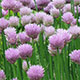 image de Allium schoenoprasum