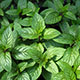 image de Mentha spicata var. piperita