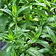 image de Mentha spicata