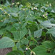 image de Phaseolus vulgaris