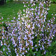 image de Salvia officinalis