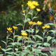 image de Helianthus tuberosus