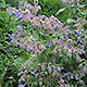 image de Borago officinalis