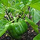 image de Capsicum annuum