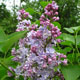 image de Syringa