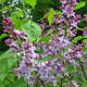 image de Syringa