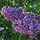 image de Syringa