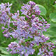 image de Syringa