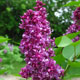 image de Syringa