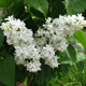 image de Syringa