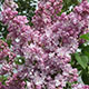 image de Syringa