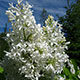 image de Syringa