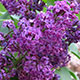 image de Syringa x hyacinthiflora