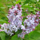 image de Syringa x hyacinthiflora