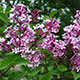 image de Syringa